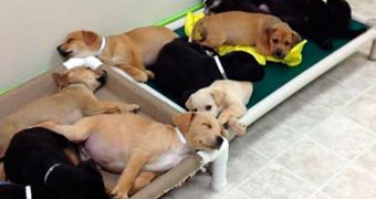 17 puppies rescued after being abandoned alongside a road in Indiana