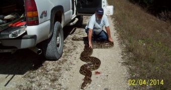 Huge female python caught in Florida, US this past February 4