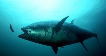 Massive amounts of bluefin tuna were illegally traded through Panama between 2000-2010