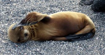 Wildlife researchers are puzzled over why so many sea lion pups in California need to be rescued