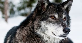 Conservattionists ask that President Obama protect the wolves living in the US' lower 48 states