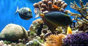 2,600 marine researchers make a case for safeguarding coral reefs