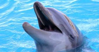 $20,000 (€15,625) Reward on Head of Dolphin Killers, Courtesy of Captain Paul Watson