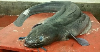 Ginormous eel caught near Devon, UK