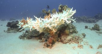 Bleaching reefs lose their ability to sustain themselves and eventually die