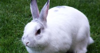 Man throws a rabbit in a river, gets sentenced to four months in prison