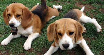Animal rights defenders rescue 200 beagles from laboratory in Brazil