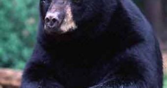 A 200-pound black bear crashed into the family's backyard birthday party