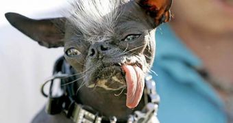 Elwood, World’s Ugliest Dog in 2007, has gone to that ranch in the sky, his owner confirms