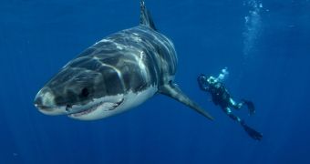 Shark attacks in the US were on the rise in 2012