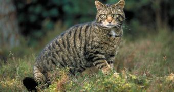 Scottish wildcats are likely to become extinct in 2013