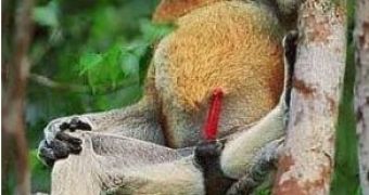 Proboscis monkey male