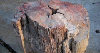 210-Million-Year-Old Piece of Wood Sports Fossilized Fire Scar