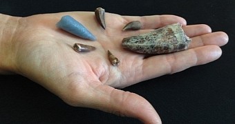 Photo shows several phytosaurs teeth; the blue one is a 3-D printed replica of the tooth found embedded in the thigh bone of a rauisuchid
