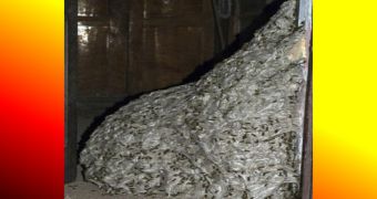 22-Foot (6.7-Meter) Wasp Nest Found in Old House in Spain