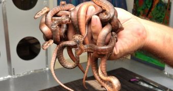 Snakes close day care center in Australia