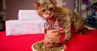 24-Year-Old Tortoiseshell Feline Crowned the World's Oldest Living Cat