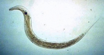 Paper announces the discovery of a 240-million-year-old parasitic worm egg