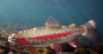 Redband trouts stand to benefit from mine cleanup activities in Nevada