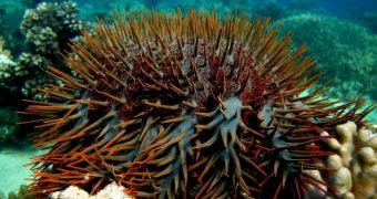 Crown-of-thorns starfish cull in Australia is going according to plan