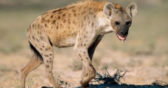 Researchers find human hairs in ancient hyena poop samples