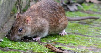 South Georgia will soon get rid of brown rats