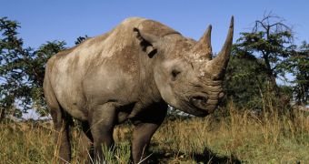 Poachers in South Africa killed 277 rhinos since the beginning of 2014 until present day