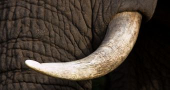 Poachers kill 28 Cameroon elephants