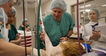 3D printed cat knee surgery