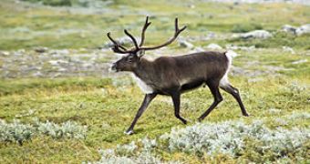Roughly 3,500 reindeer are killed in South Georgia