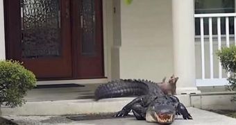Alligator shows up on the porch of a house in South Carolina
