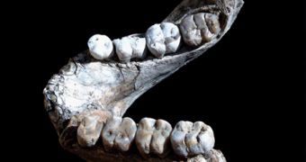 The 3.8 million years old human jaw