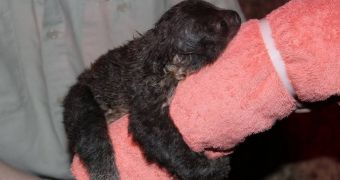 Baby sloth born at Ellen Trout Zoo in Texas, US on January 16