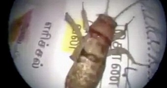 Cricket found living inside man's ear