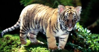 Tiger cub at London Zoo drowned this past weekend