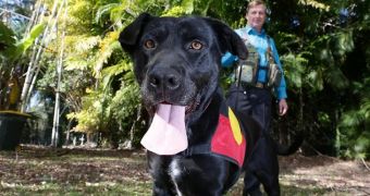 3-year-old labrador is trained to dig up archaeological sites