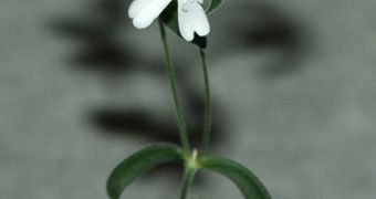 This is one of the plants that was regenerated from 30,000-year-old tissue recovered from Siberian permafrost