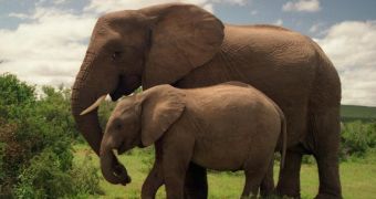 Countries in Asia, Africa get behind efforts to save the world's remaining elephant population
