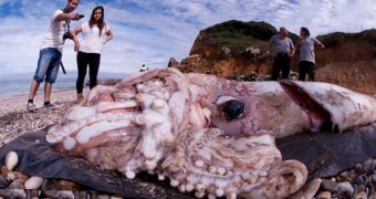 Giant squid is found on Spanish coast