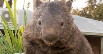 30-Year-Old Wombat Named Patrick Joins Tinder