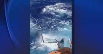 Marlin scares anglers