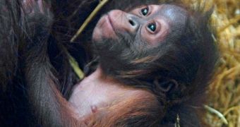 Baby orangutan born at Twycross Zoo on November 28