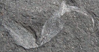 Researcher stumbles upon the 350-million-year-old fossilized remains of a scorpion