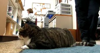 Overweight cat named Biscuit is waiting to get adopted