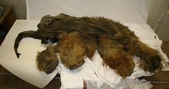 This woolly mammoth is 39,000 years old