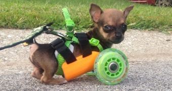 3D Printed Cart Helps Crippled Puppy Walk Without Forelegs – Photos