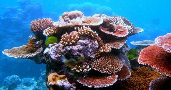Researchers are working on developing a method to 3D print coral reefs