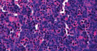 Cross-section of multi-cellular bioprinted human liver tissue, stained with hematoxylin & eosin