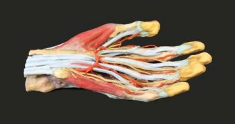 3D printed hand anatomy kit