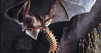 This horseshoe bat has captured a large millipede